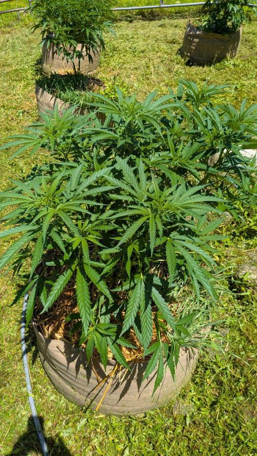 Outdoor organic 2026.. Week 14