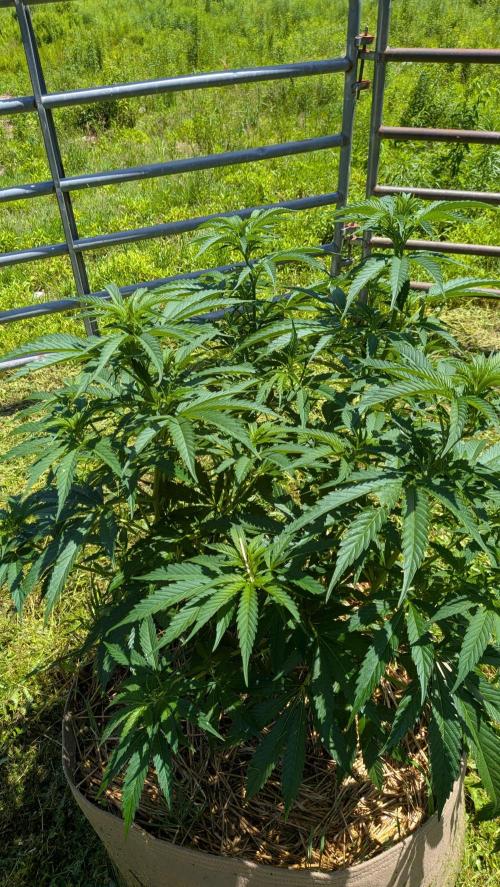 Outdoor organic 2026.. Week 14