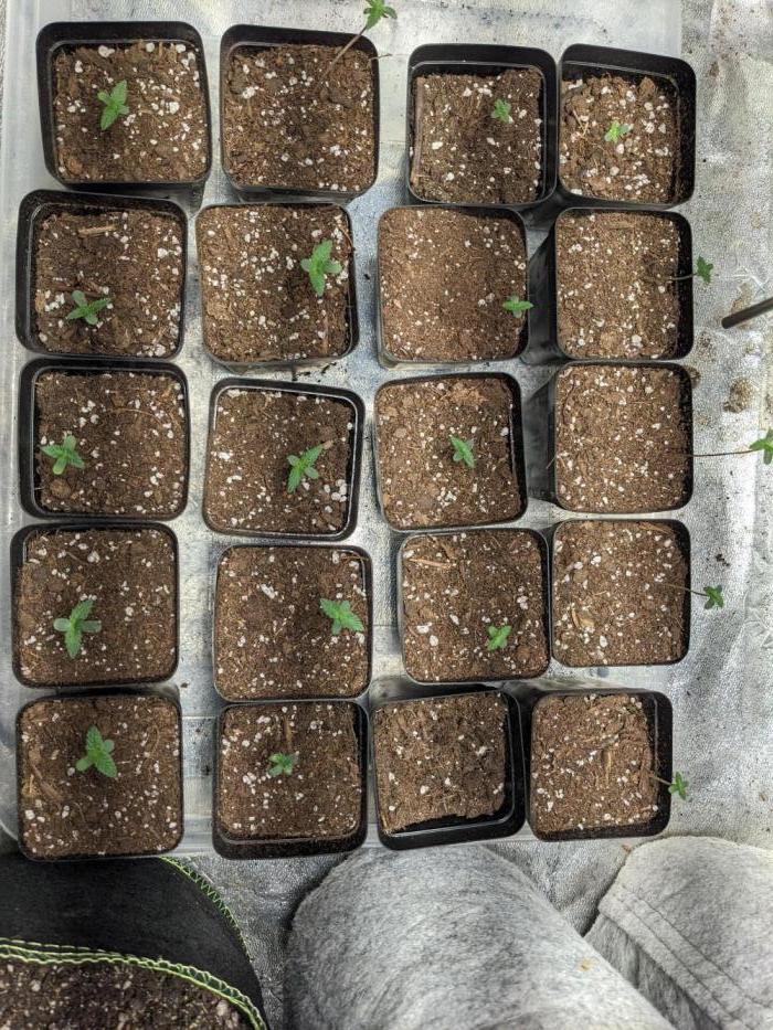 Outdoor organic 2026.. Week 1 - 1 week since dropping the seed in water. 