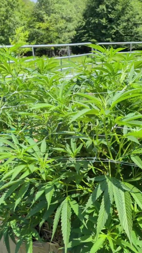 Outdoor organic 2026.