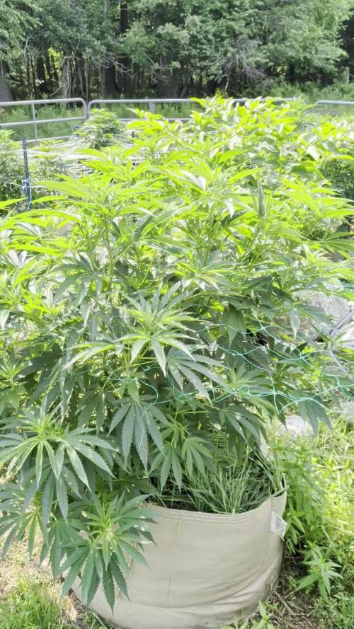 Outdoor organic 2026.