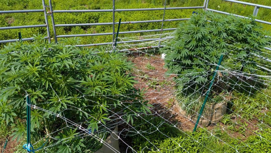 Outdoor organic 2026.. Week 17