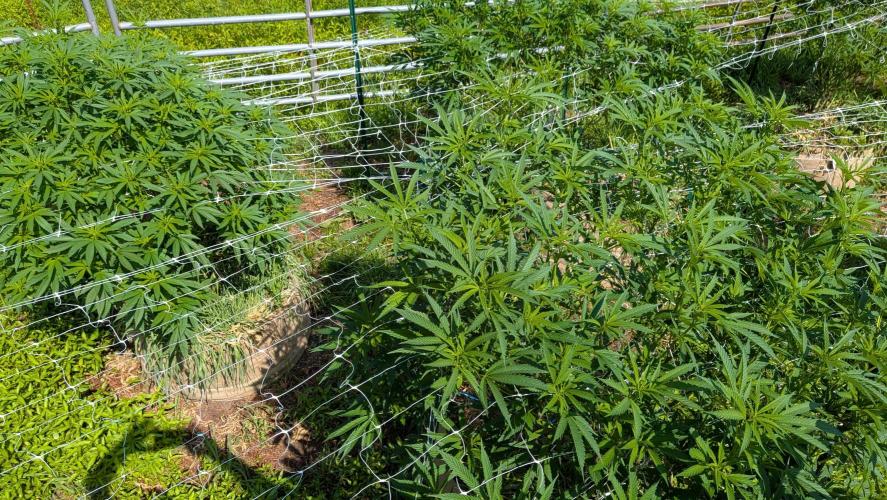 Outdoor organic 2026.. Week 17