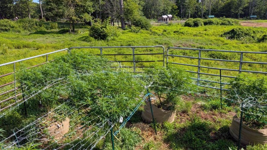 Outdoor organic 2026.. Week 17