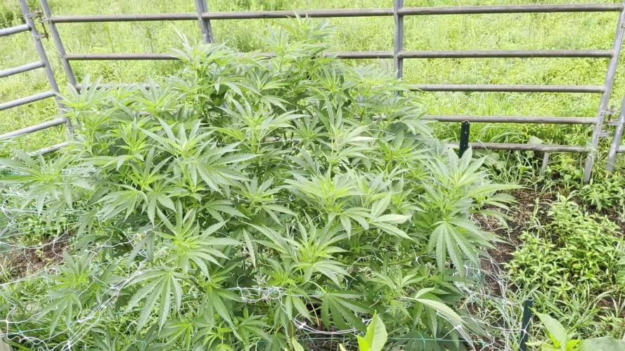 Outdoor organic 2026.