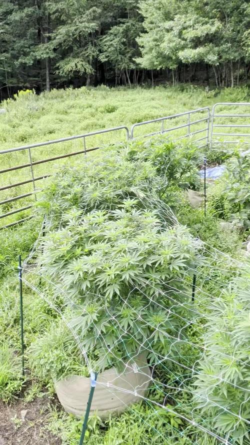Outdoor organic 2026.