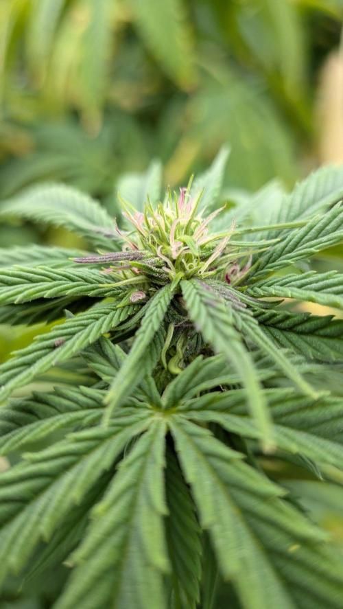 Outdoor organic 2026.. Week 21