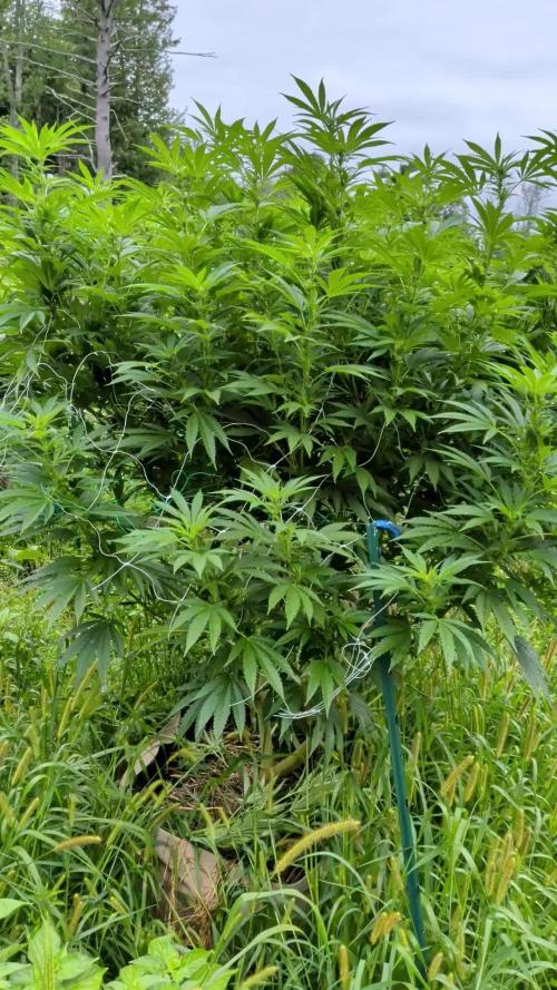 Outdoor organic 2026.