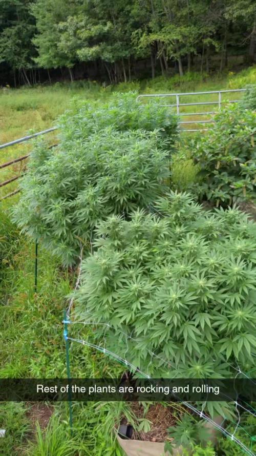 Outdoor organic 2026.