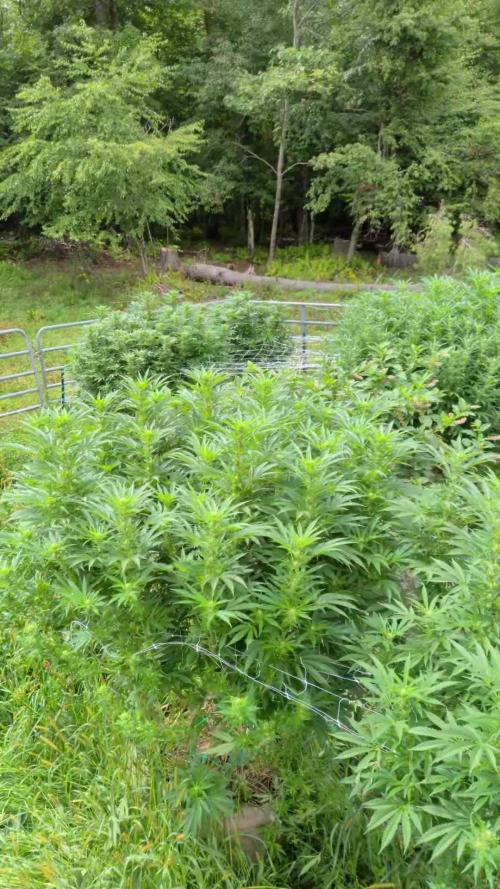 Outdoor organic 2026.