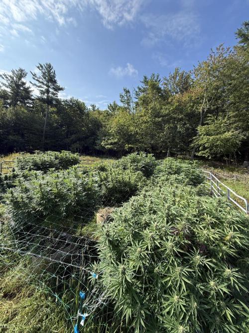 Outdoor organic 2026.. Week 23