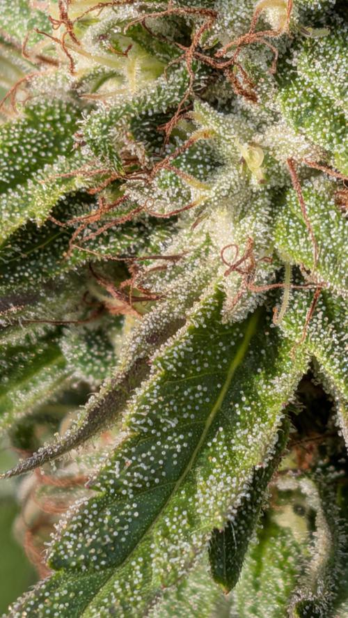 Outdoor organic 2026.. Week 24