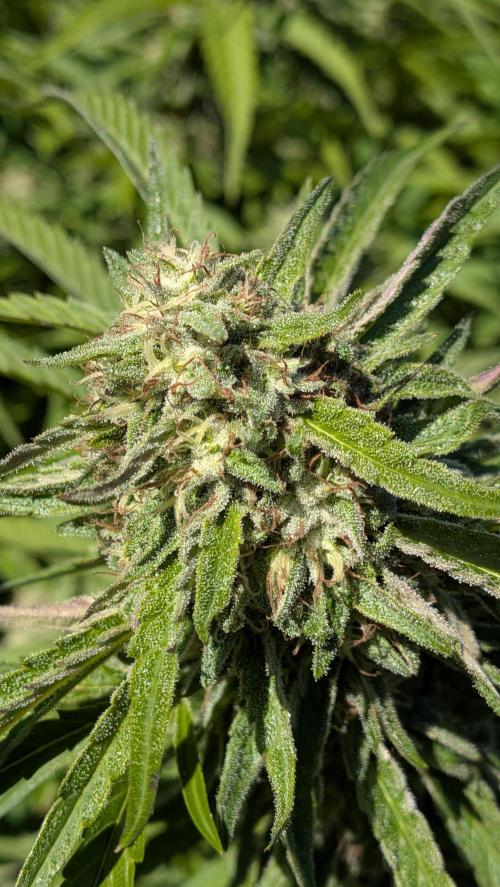 Outdoor organic 2026.. Week 24