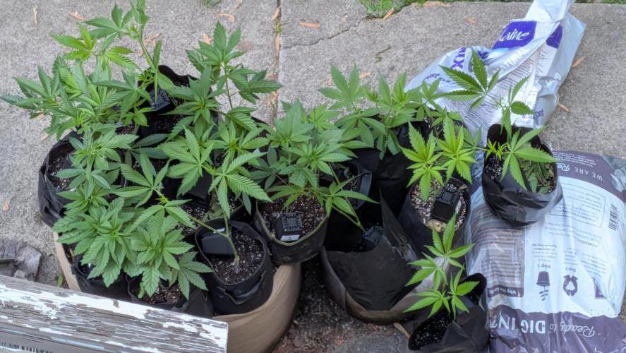 Outdoor organic 2026.. Week 9