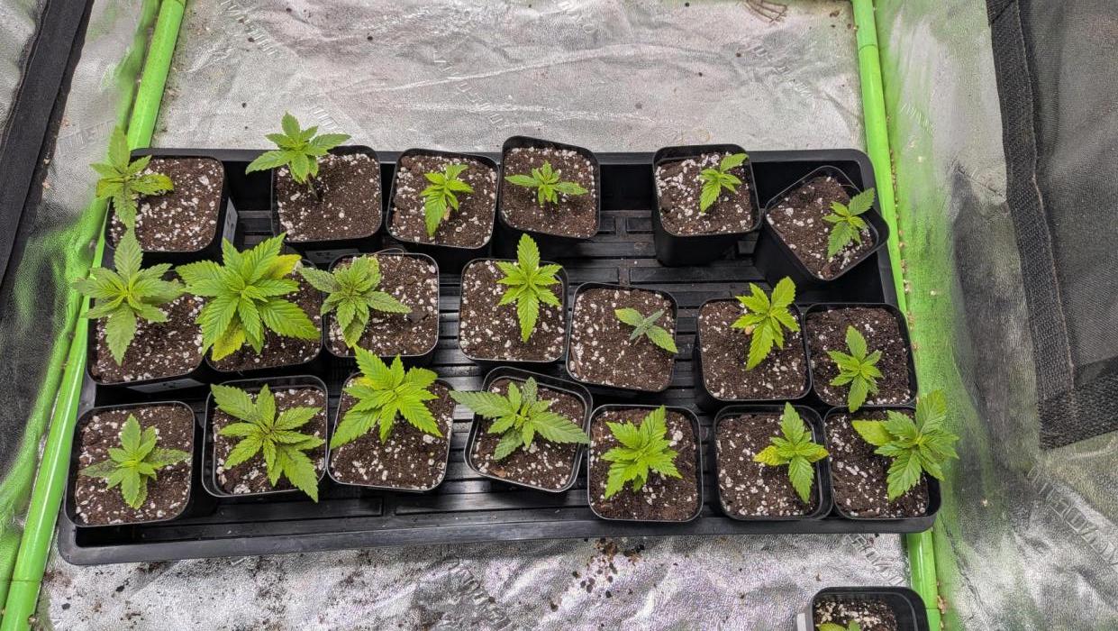 Outdoor organic 2026.. Week 3