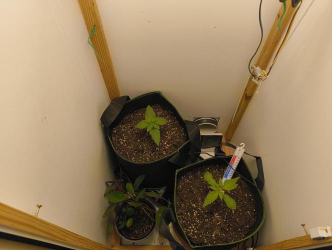 Power Plant. Week 2 - Tag 12 ab Keimung