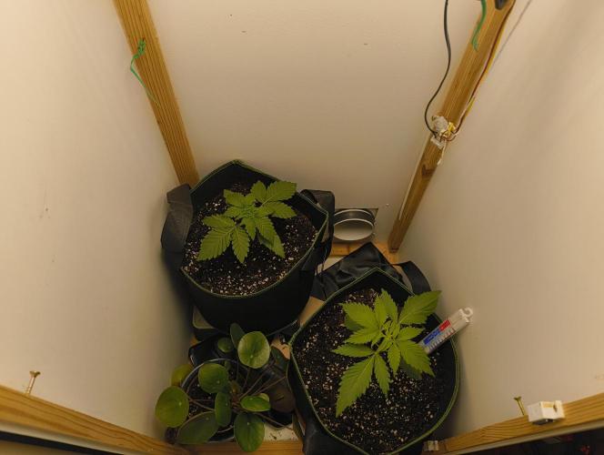 Power Plant. Week 2 - Tag 17 ab Keimung