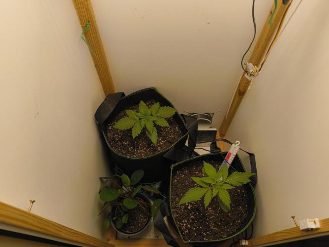 Power Plant. Week 2 - 1 Liter Wasser/Pflanze