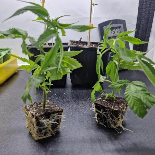 Living Soil Cup '26. Week 1 - Die neuen Stecklinge sind angekommen! 
