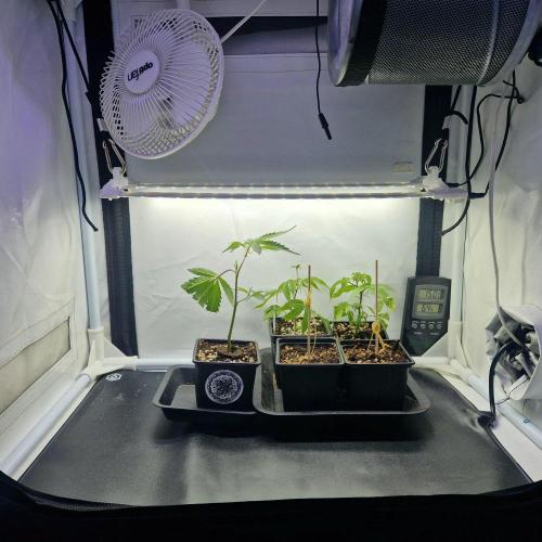 Living Soil Cup '26. Week 1 - Die neuen Stecklinge sind angekommen! 