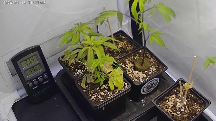 Living Soil Cup '26. Week 2