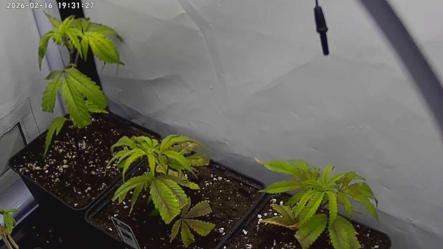 Living Soil Cup '26. Week 2