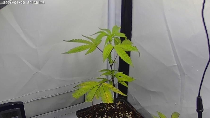 Living Soil Cup '26. Week 3