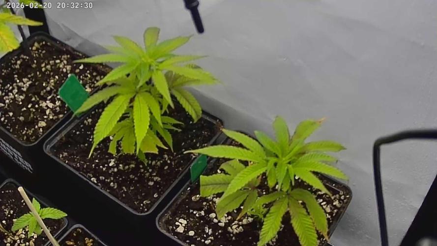 Living Soil Cup '26. Week 3