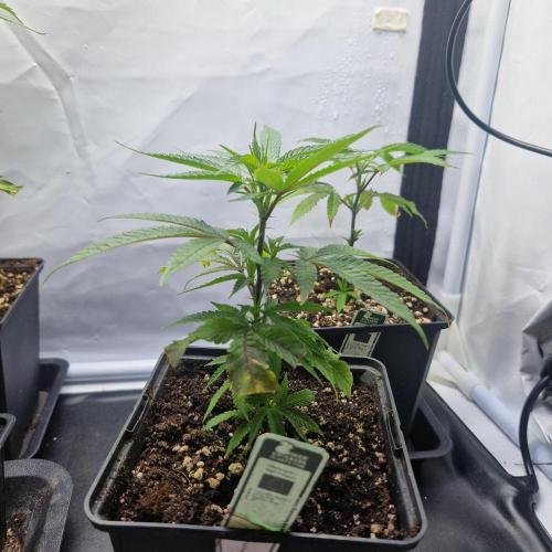Living Soil Cup '26. Week 3 - Getoppt 