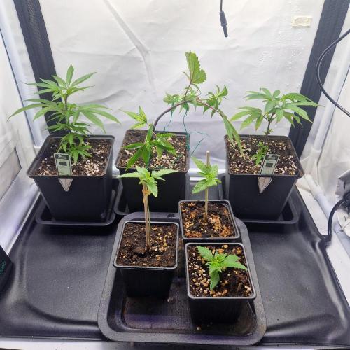 Living Soil Cup '26. Week 3 - LST