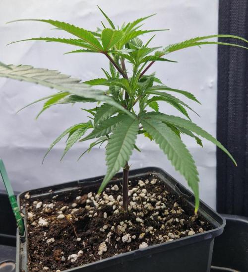 Living Soil Cup '26. Week 3