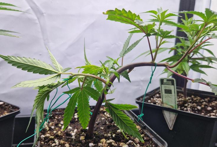 Living Soil Cup '26. Week 3