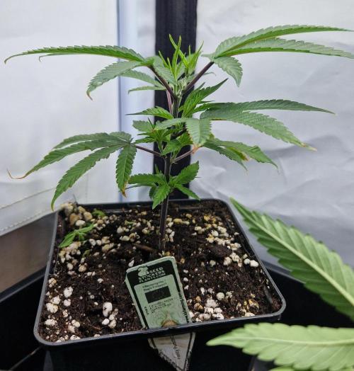 Living Soil Cup '26. Week 3