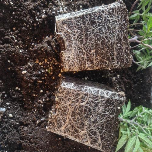 Living Soil Cup '26. Week 5