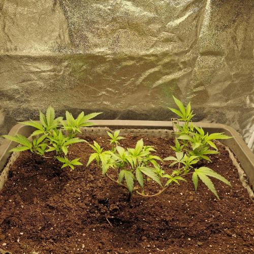 Living Soil Cup '26. Week 5 - 90l Kübel/ 10cm Drainschicht aus Blähton/ Supreme Monster LivingSoil