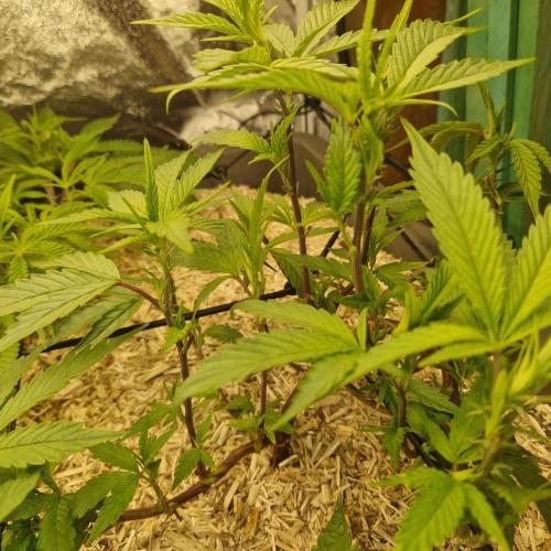 Living Soil Cup '26. Week 6 - Scotti Og