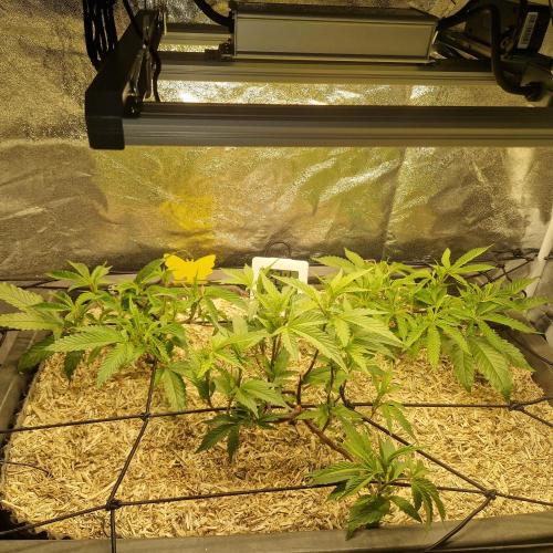 Living Soil Cup '26. Week 6