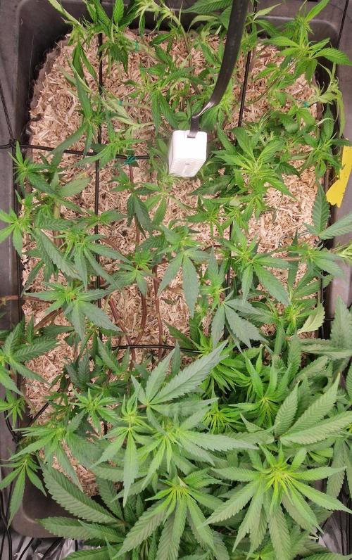 Living Soil Cup '26. Week 7
