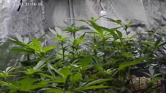Living Soil Cup '26. Week 8