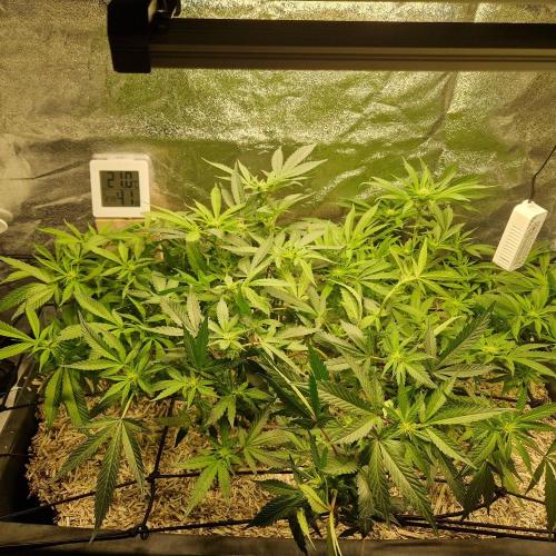 Living Soil Cup '26. Week 9