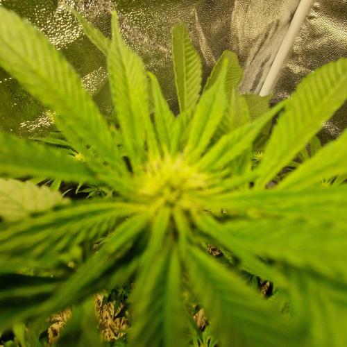 Living Soil Cup '26. Week 9
