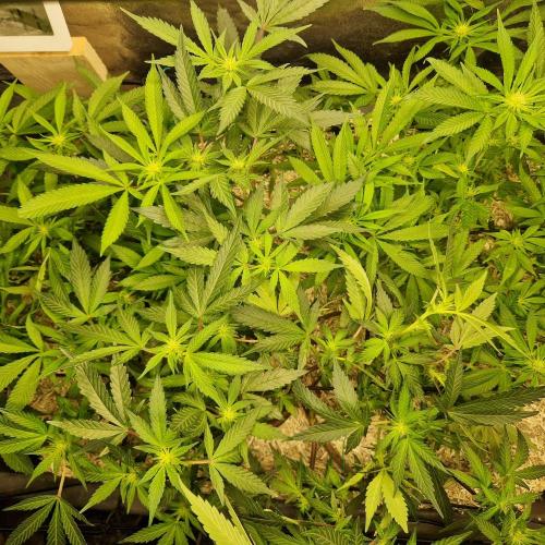 Living Soil Cup '26. Week 9