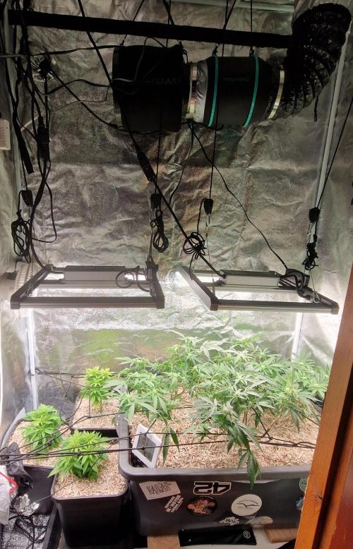 Living Soil Cup '26. Week 9