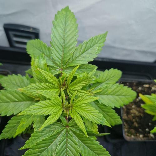 White Widow X The Ultimate. Week 1