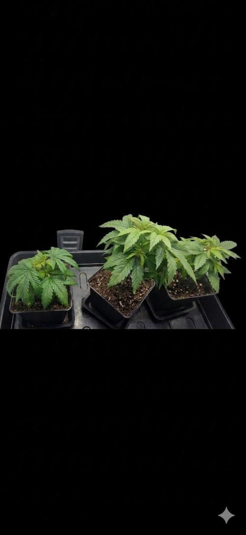 White Widow X The Ultimate. Week 2