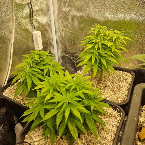 White Widow X The Ultimate. Week 4