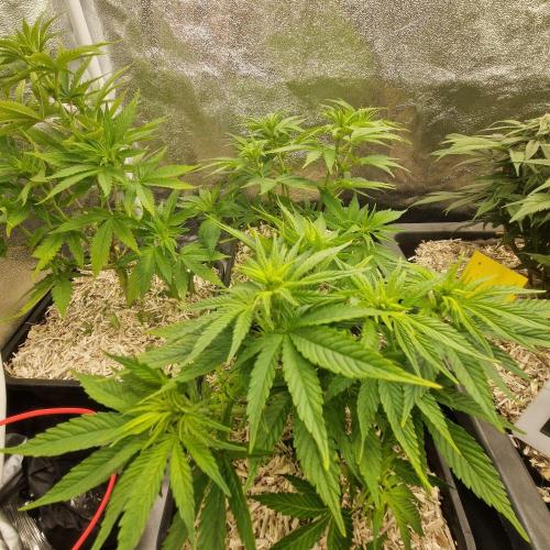 White Widow X The Ultimate. Week 5