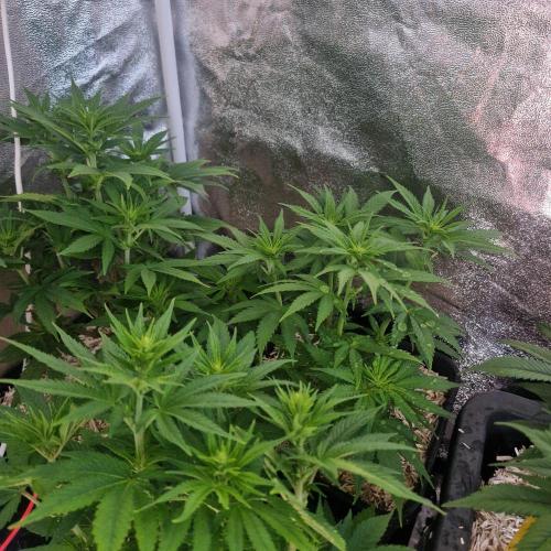 White Widow X The Ultimate. Week 5