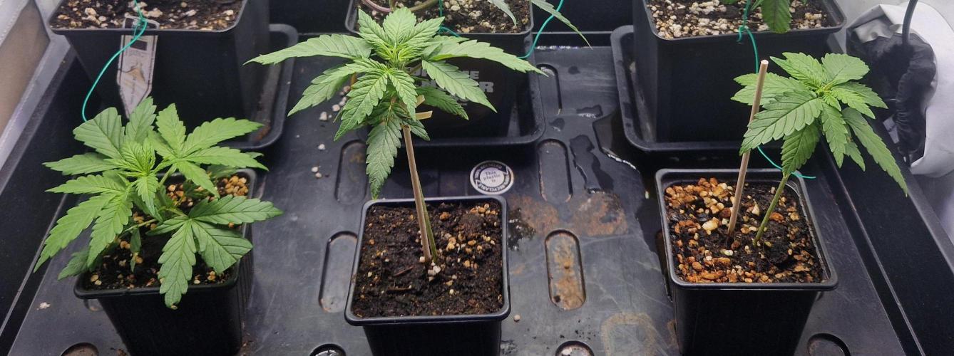 White Widow X The Ultimate. Week 0