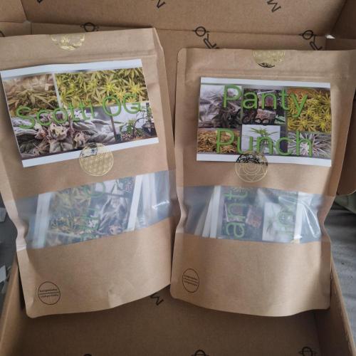 Living Soil Cup '26. Week 11